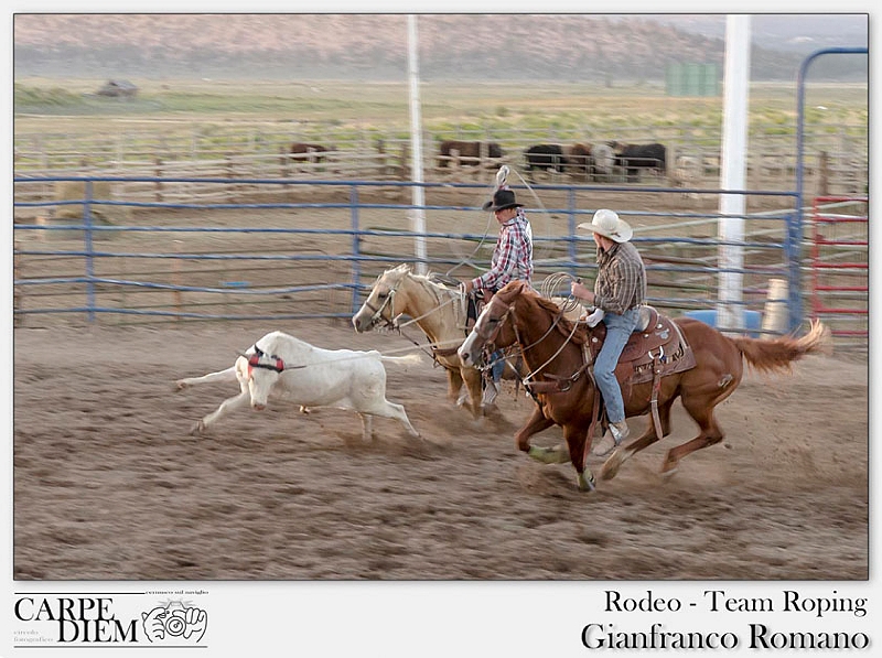 Rodeo - Team Roping.jpg